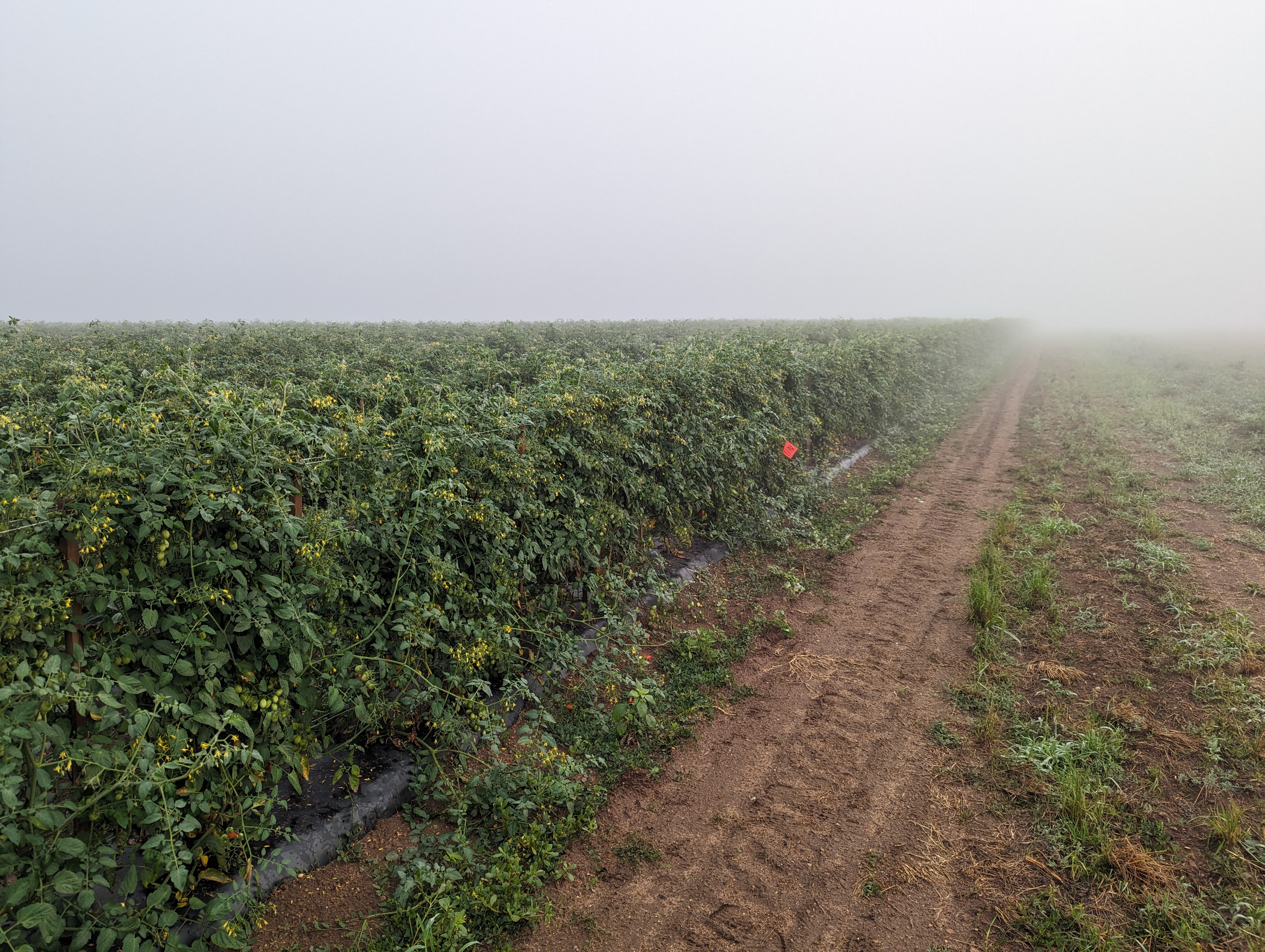 Foggy vegetable field